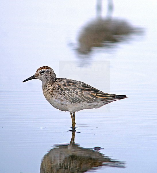 Siberische strandloper, Sharp-tailed Sandpiper, Calidris acuminata stock-image by Agami/Pete Morris,