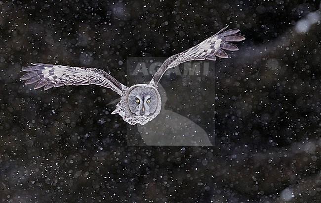Great Grey Owl (Strix nebulosa) in flight near Kuhmo in northern Finland, with taiga forest and snow flakes as background. stock-image by Agami/Markus Varesvuo,