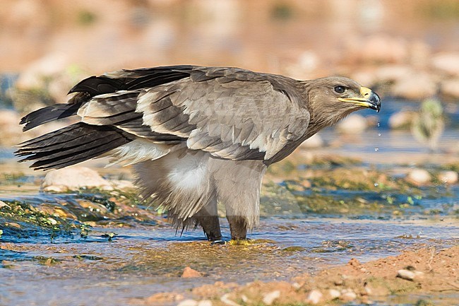 Steppe Eagle (Aquila nipalensis orientalis), juvenile drinking in a creek stock-image by Agami/Saverio Gatto,