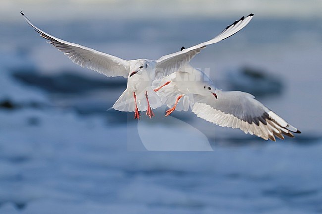 Black-headed Gull - Lachmöwe - Larus ridibundus, Switzerland, adult, winter plumage stock-image by Agami/Ralph Martin,