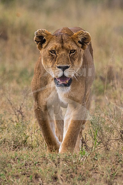 A lioness, Panthera leo, walking and looking at the camera. Seronera, Serengeti National Park, Tanzania stock-image by Agami/Sergio Pitamitz,
