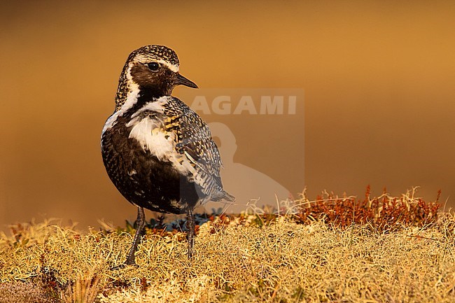 Summer plumaged Eurasian Golden Plover (Pluvialis apricaria altifrons) during spring season on tundra of Iceland. stock-image by Agami/Daniele Occhiato,