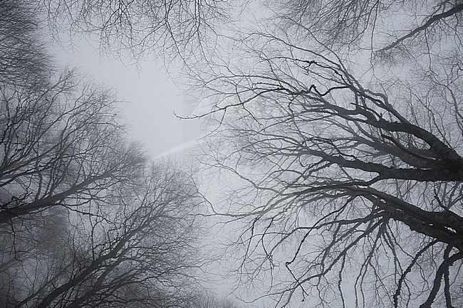 Birches (Fagus sylvatica), branches in the fog against a cloudy sky, Forca d'Acero, Abruzzo, Italy stock-image by Agami/Saverio Gatto,