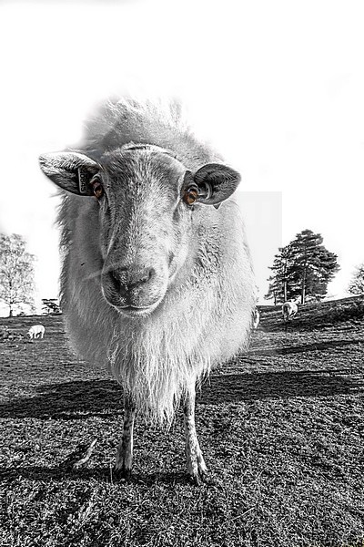 Drenthe Heath Sheep on the Drents-Friese Wold stock-image by Agami/Wil Leurs,