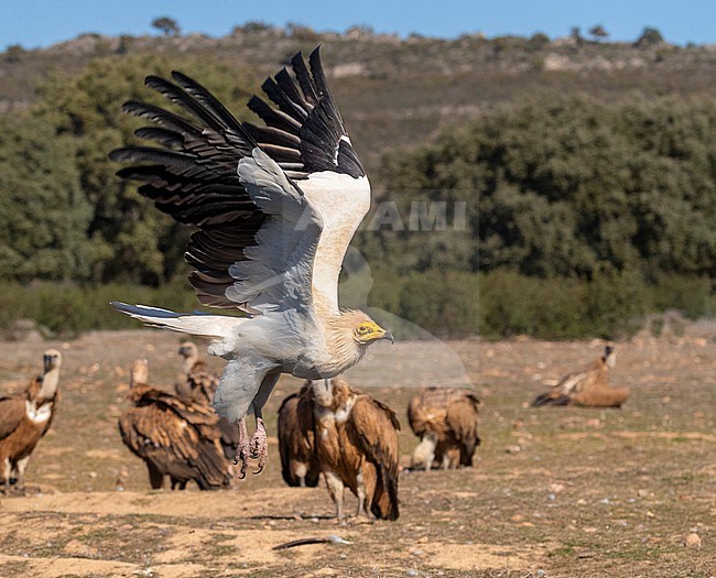 Adult Egyptian Vulture (Neophron percnopterus) in Extremadura, Spain. Flying in front of group of Griffon Vultures resting on the ground. stock-image by Agami/Marc Guyt,