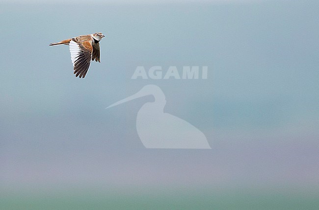 Mongolian Lark (Melanocorypha mongolica), Russia, adult stock-image by Agami/Ralph Martin,