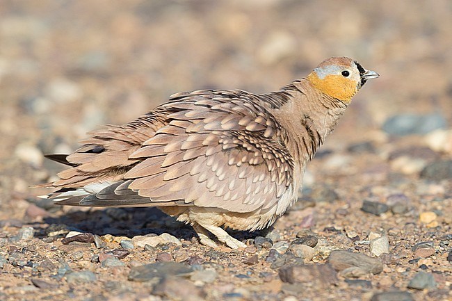 Crowned Sandrgouse (Pterocles coronatus), adult male shaking its plumage stock-image by Agami/Saverio Gatto,