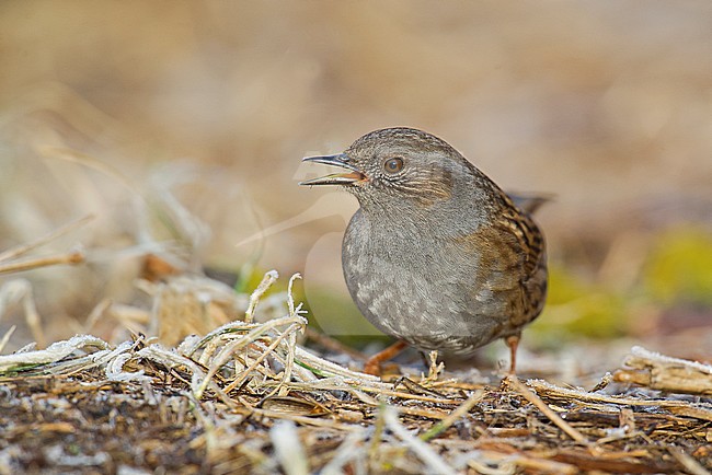 Dunnock, Heggenmus stock-image by Agami/Alain Ghignone,