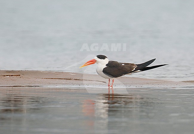 Adult Indian Skimmer (Rynchops albicollis) in the clean Chambal river in India. Standing on a sand bank. stock-image by Agami/Josh Jones,