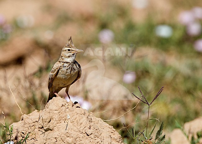 Kuifleeuwerik, Common Crested Lark stock-image by Agami/Roy de Haas,