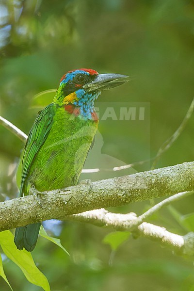 Red-crowned Barbet (Psilopogon rafflesii) Perched on a branch in Borneo stock-image by Agami/Dubi Shapiro,