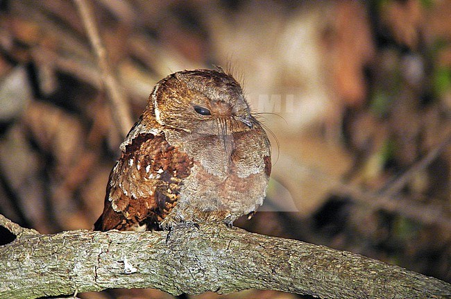 Eared Poorwill (Nyctiphrynus mcleodii), a nightjar endemic to western Mexico - can be ound in mid-elevation oak and mixed oak-pine forest on mountain slopes from Chihuahua southeast to Oaxaca. stock-image by Agami/Pete Morris,