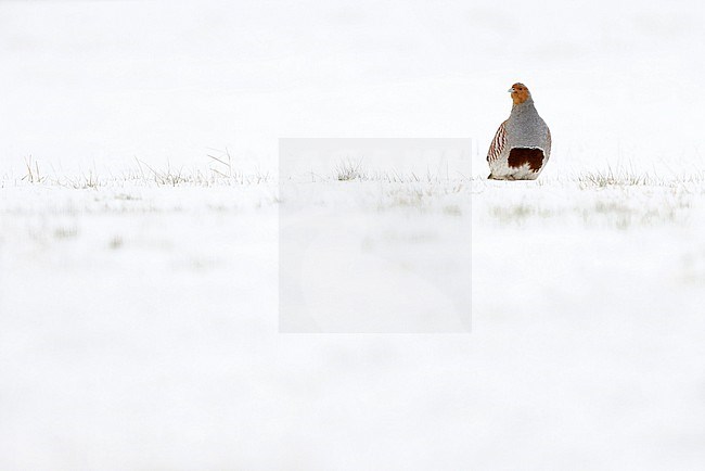 wintering Grey partridge; stock-image by Agami/Chris van Rijswijk,