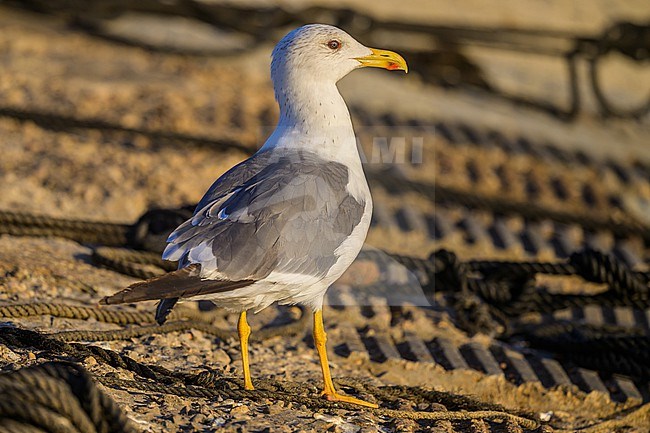 Lesser black-backed gull (Heuglin's), Larus fuscus heuglini, resting in a port. stock-image by Agami/Sylvain Reyt,