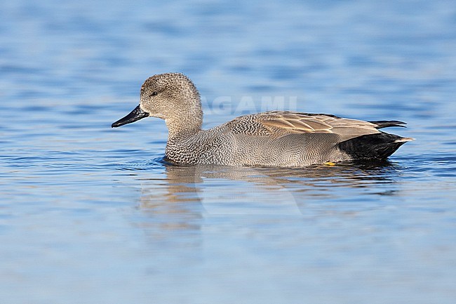 Gadwall (Mareca strepera), side view of an adult male swimming, Lazio, Italy stock-image by Agami/Saverio Gatto,