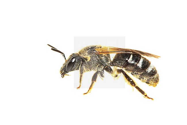Bull-headed Furrow Bee, Glanzende bandgroefbij, Lasioglossum zonulum stock-image by Agami/Wil Leurs,