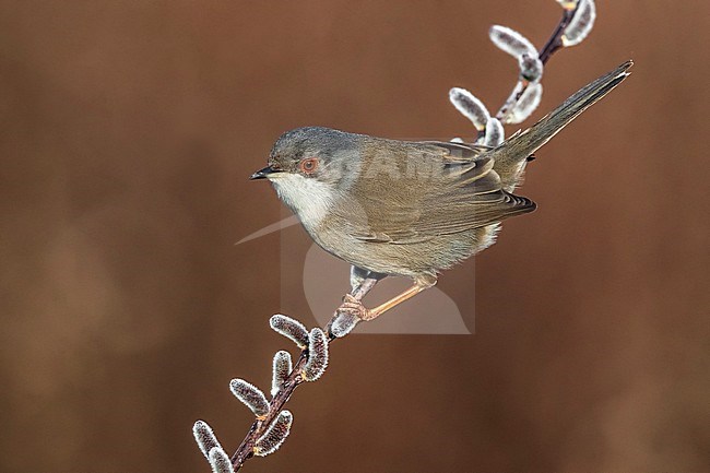 Sardinian Warbler (Sylvia melanocephala) immature wintering in Italy stock-image by Agami/Daniele Occhiato,
