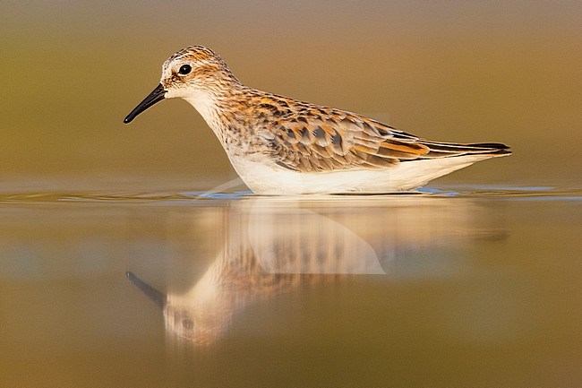 Little Stint (Calidris minuta), side view of an adult standing in the water, Campania, Italy stock-image by Agami/Saverio Gatto,