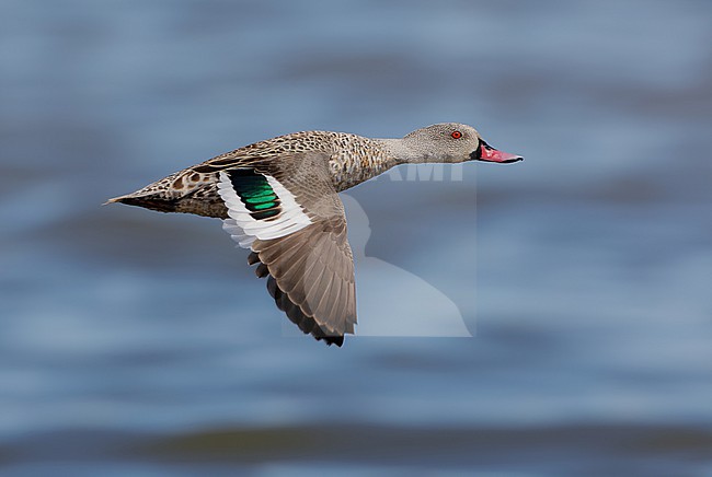 Cape Teal (Anas capensis) in flight in Nambia. stock-image by Agami/Arie Ouwerkerk,