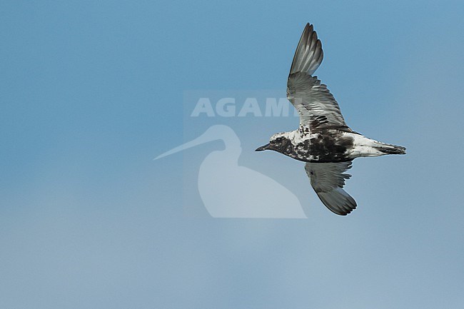 Grey Plover - Kiebitzregenpfeifer - Pluvialis squatarola ssp. squatarola, Germany (Hamburg), adult, moulting to nonbreeding plumage stock-image by Agami/Ralph Martin,