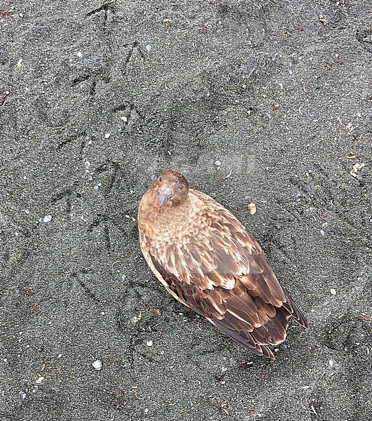 Brown Skua (Stercorarius antarcticus) resting on the beach on Macquarie island, subantarctic region, Australia. Seen from above, looking up. Surrounded by footprints. stock-image by Agami/Marc Guyt,