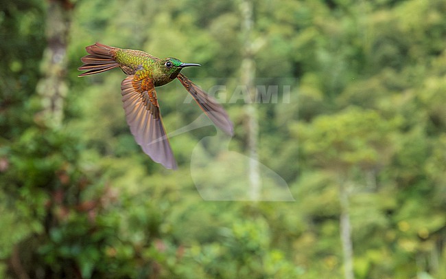 Fawn-breasted Brilliant (Heliodoxa rubinoides) in flight, wide angle in Andean landscape stock-image by Agami/Lennart Verheuvel,