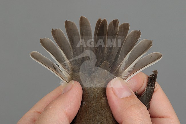 First-winter female European Pied Flycatcher (Ficedula hypoleuca) caught at the Ottenby Bird Observatory ringing station situated at the southern point of the Baltic island Öland in south-east Sweden. Showing its tail. stock-image by Agami/Magnus Hellström,