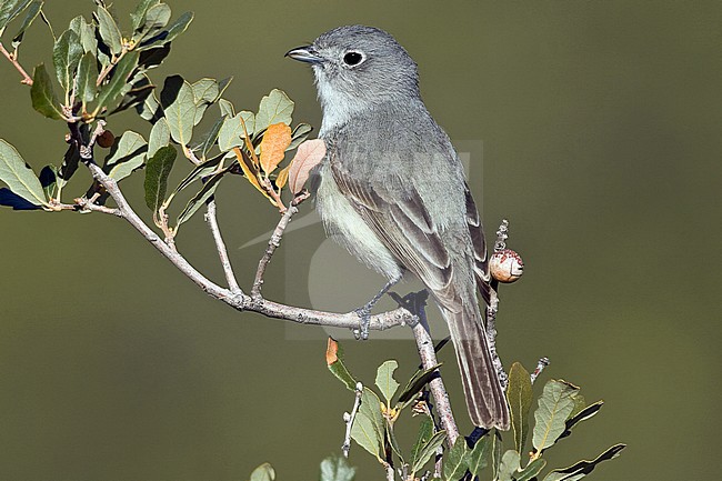 Adult
San Diego Co., CA
April 2008 stock-image by Agami/Brian E Small,