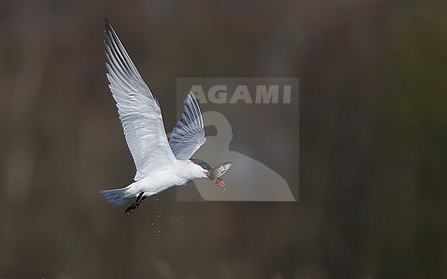 Adult Caspian Tern (Hydroprogne caspia) in flight at Ishøj Strand in Denmark. Adult fishing along the shore, carrying caught fish in its beak. stock-image by Agami/Helge Sorensen,