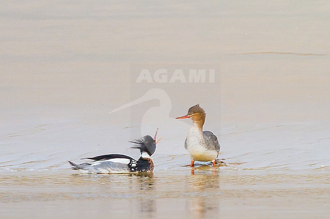 Middelste Zaagbek, Red-breasted Merganser, Mergus serrator pair, male, female, fishing in river mouth with reflection stock-image by Agami/Menno van Duijn,