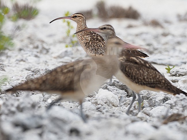 Wintering Bristle-thighed Curlews (Numenius tahitiensis) in French Polynesia. stock-image by Agami/James Eaton,