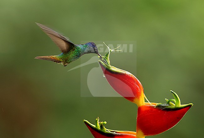 Golden-tailed Saphire (Chrysuronia oenone josephinae) (subspecies) in flight feeding on a Heliconia flower in Moyobamba, Peru, South-America. stock-image by Agami/Steve Sánchez,