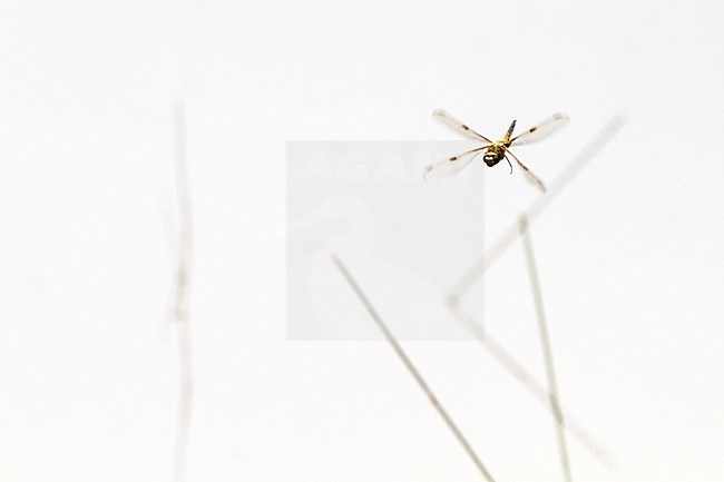 Viervlek, Four-Spotted Chaser stock-image by Agami/Menno van Duijn,