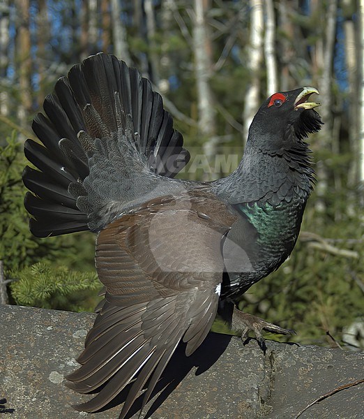 Western Capercaillie (Tetrao urogallus), side view of a male displaying on a rock in Finland stock-image by Agami/Kari Eischer,