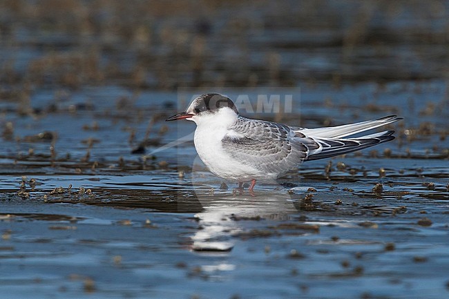 1st winter Arctic Tern sitting on the sea mud, Belgium. October 2008. stock-image by Agami/Vincent Legrand,