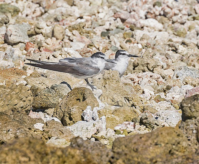 Worn adult Spectacled tern (Onychoprion lunatus), also known as the grey-backed tern, in French Polynesia. stock-image by Agami/Pete Morris,