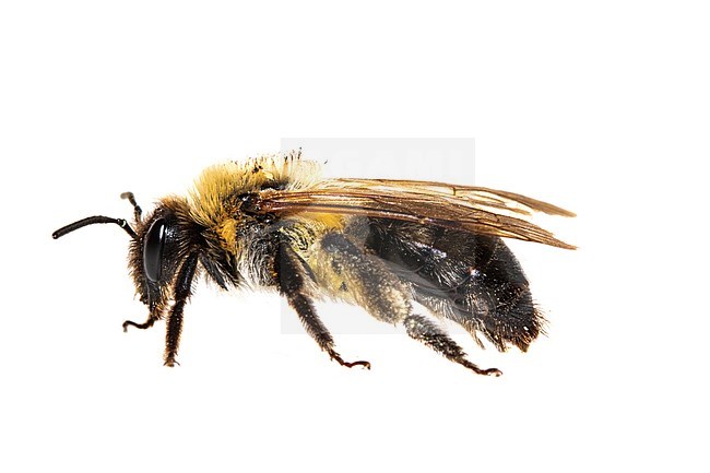 Grey patched Mining Bee, Viltvlekzandbij, Andrena nitida stock-image by Agami/Wil Leurs,