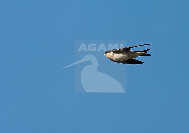 Juvenile Common House Martin, Delichon urbicum, in the Netherlands. stock-image by Agami/Marc Guyt,