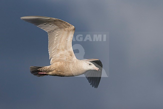 Grote Burgemeester, Glaucous Gull, Larus hyperboreus stock-image by Agami/Daniele Occhiato,