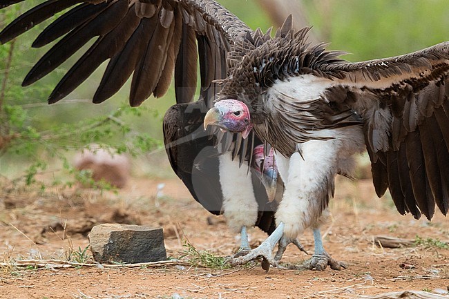 Lappet-faced vulture (Torgos tracheliotos), adult walking on the ground with its wings opened, Mpumalanga, South Africa stock-image by Agami/Saverio Gatto,