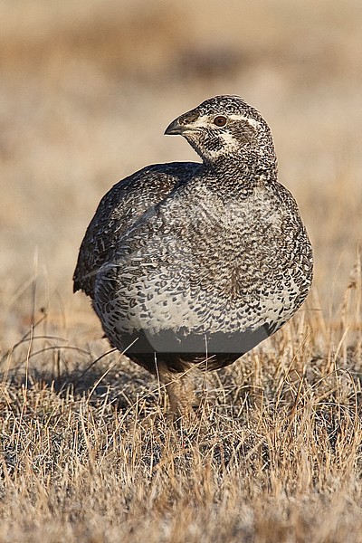 Adult female 
Mono Co., CA 
March 2007 stock-image by Agami/Brian E Small,