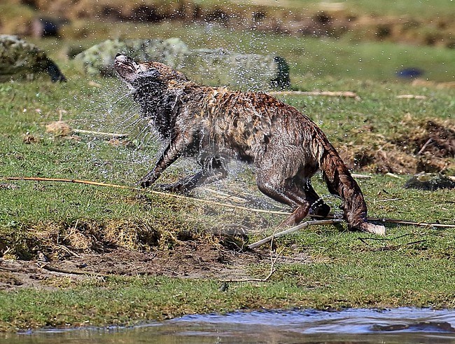 Na een zwempartij schudt een vos zijn vacht After a swim, a fox shakes its fur stock-image by Agami/Jacques van der Neut,