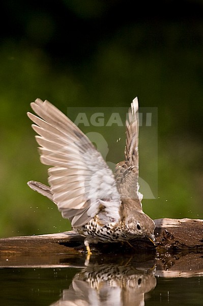 Grote Lijster bij drinkplaats; Mistle Thrush at drinking site stock-image by Agami/Marc Guyt,