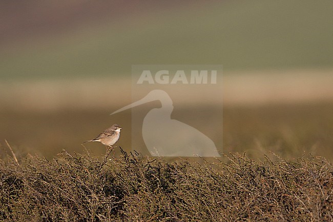 Common Whitethroat - Dorngrasmücke - Sylvia communis ssp. rubicola, Kyrgyzstan, adult male stock-image by Agami/Ralph Martin,