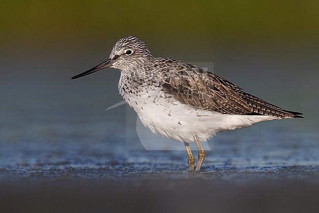 Greenshank (Tringa nebularia) in Italy. stock-image by Agami/Daniele Occhiato,
