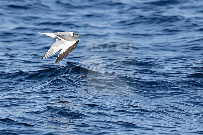  stock-image by Agami/Menno van Duijn,