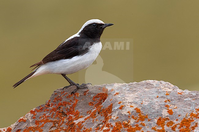 Adult male Finsch's Wheatear (Oenanthe finschii) in Turkey. stock-image by Agami/Daniele Occhiato,