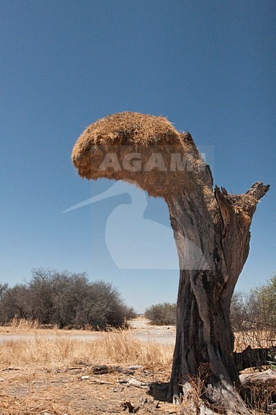 Republikeinwever nest in dode boom Namibie, Sociable Weaver nest in dead tree Namibia stock-image by Agami/Wil Leurs,