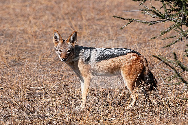 Portrait of a black-backed jackal, Canis mesomelas, looking at the camera. Mashatu Game Reserve, Botswana. stock-image by Agami/Sergio Pitamitz,