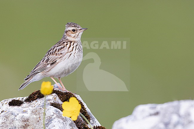 Woodlark (Lullula arborea), side view of an adult standing on a rock, Campania, Italy stock-image by Agami/Saverio Gatto,